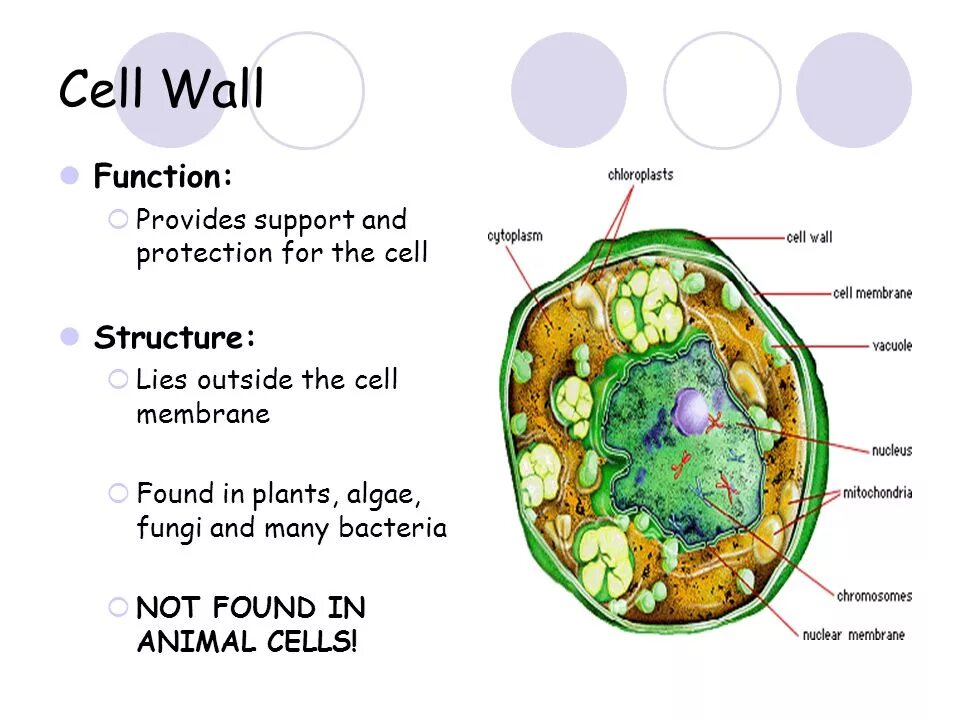 Cell Wall structure. Plant Cell Wall structure. Function of Cell Wall. Composition of the Cell Wall.