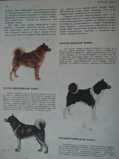Сколько весит лайка
