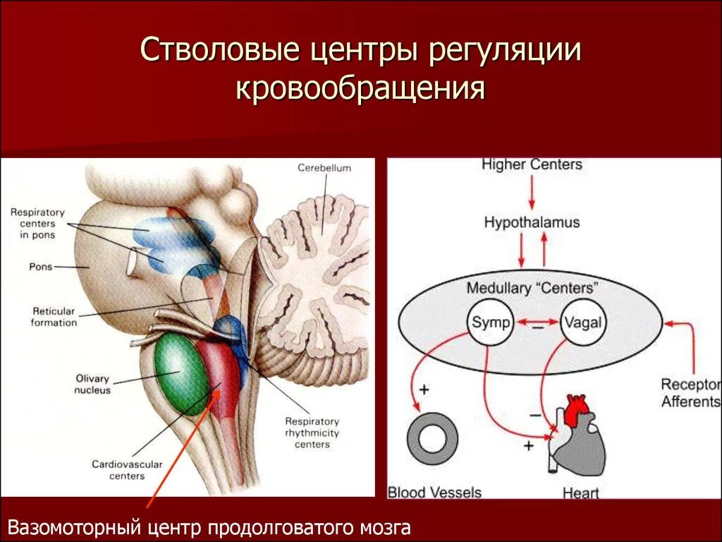 Сосудистый центр продолговатого мозга. Сосудодвигательный центр продолговатого мозга. Регуляция системы кровообращения. Сосудистый центр в головном мозге. Дыхательный и сосудодвигательный центры расположены в.