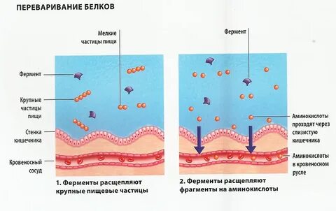 Выделяет ферменты расщепляющие белки
