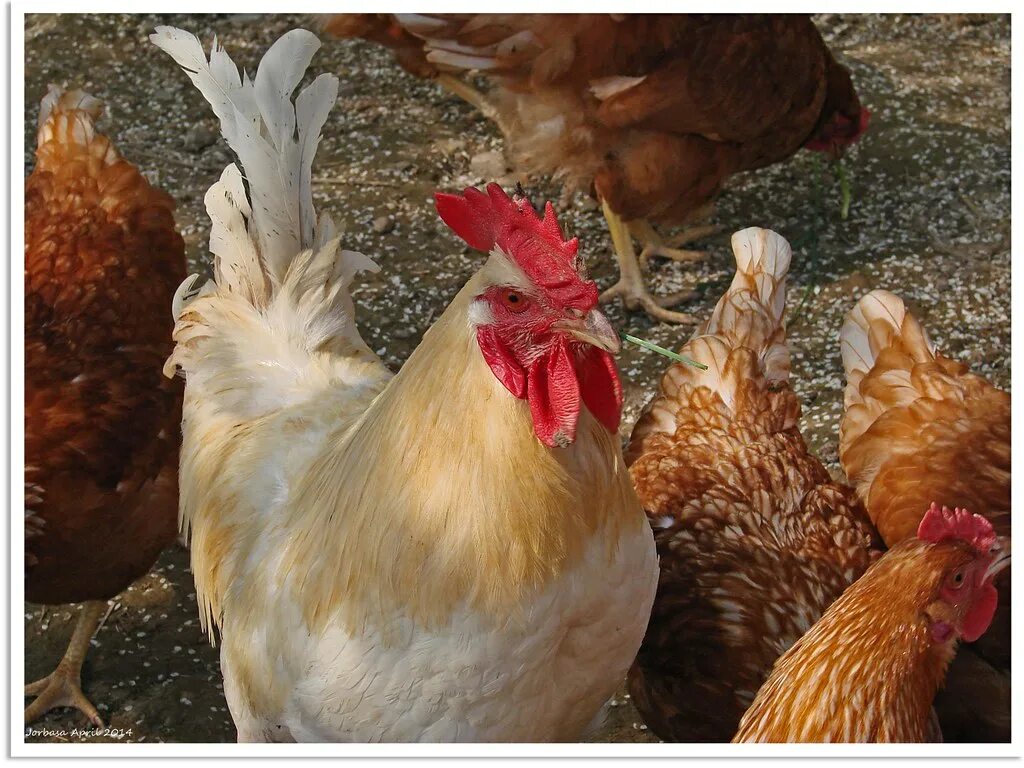 Могут ли куры нести яйца без петуха. Куры и петухи родонит. Куры которые несутся без петуха. Курица несется без петуха.