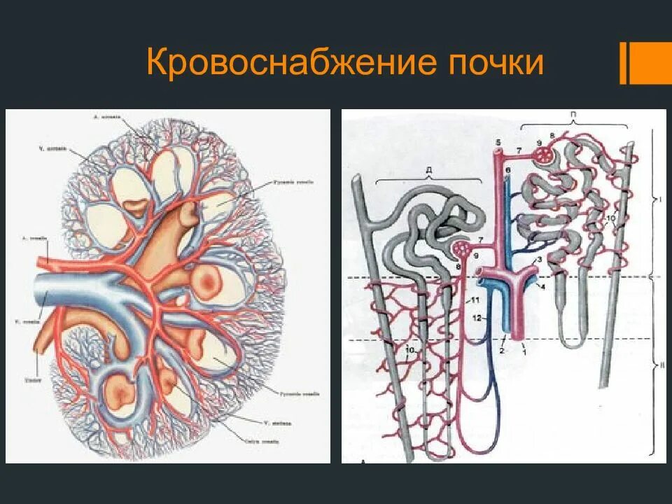 Схема кровообращения почек. Кровоснабжение почки анатомия. Кровообращение почки анатомия. Кровоснабжение почки схема. Функция почечной артерии