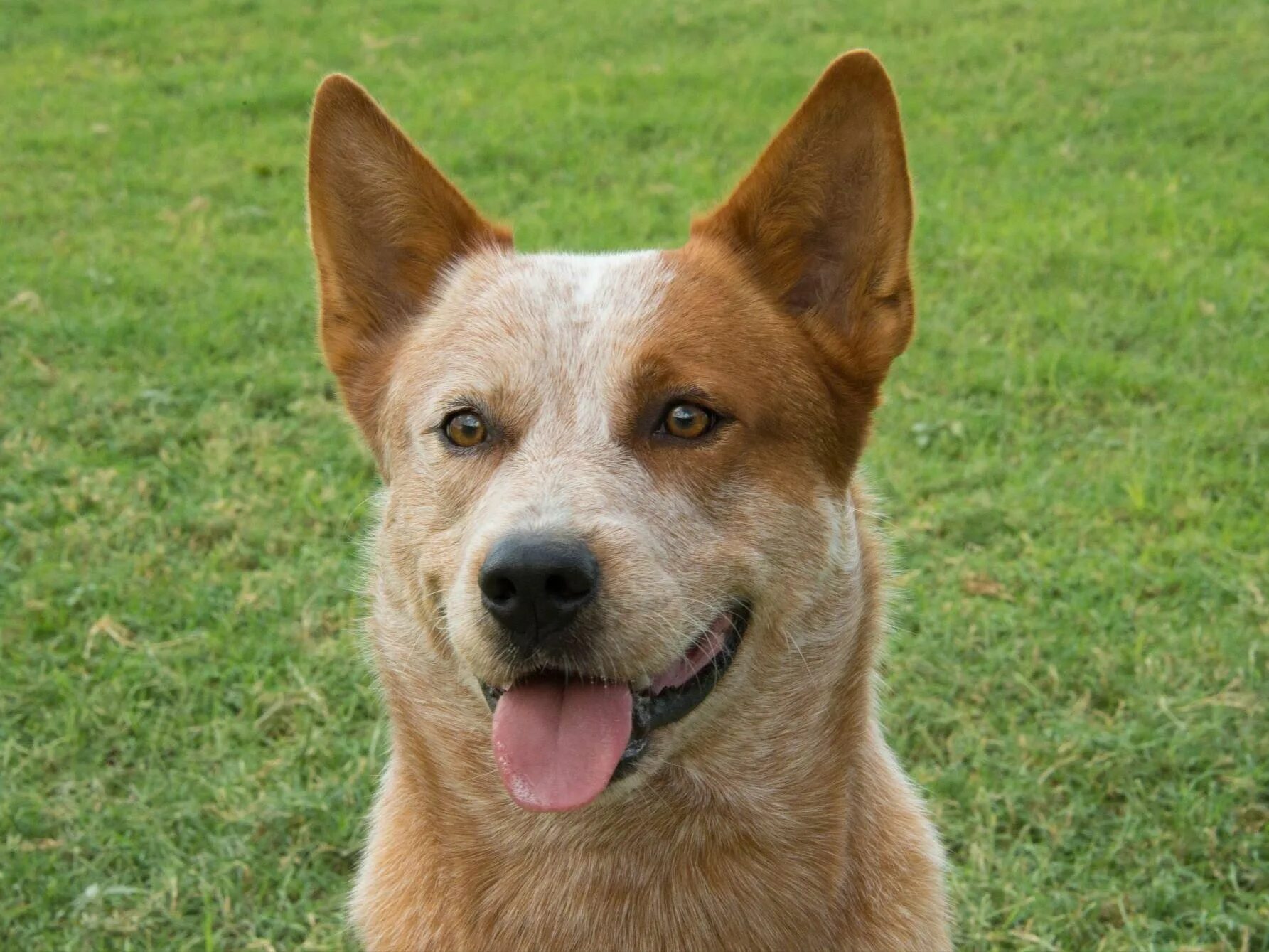 Australian dog. Австралийский хилер кеттл-дог. Австралийский кеттл дог. Австралийский голубой хилер. Австралийская пастушья щенок.