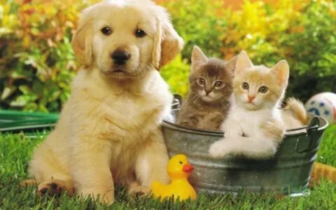 Домашние кошки собака