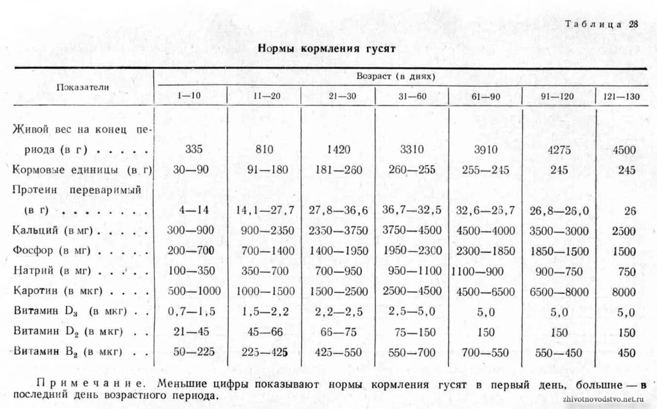 Чем кормить суточных гусят. Рационы кормов для гусей таблица. Норма корма для гусят в сутки. Таблица корма гусят. Таблица кормления гусят.