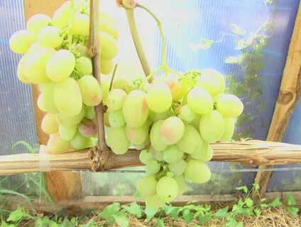 Виноград днепровский