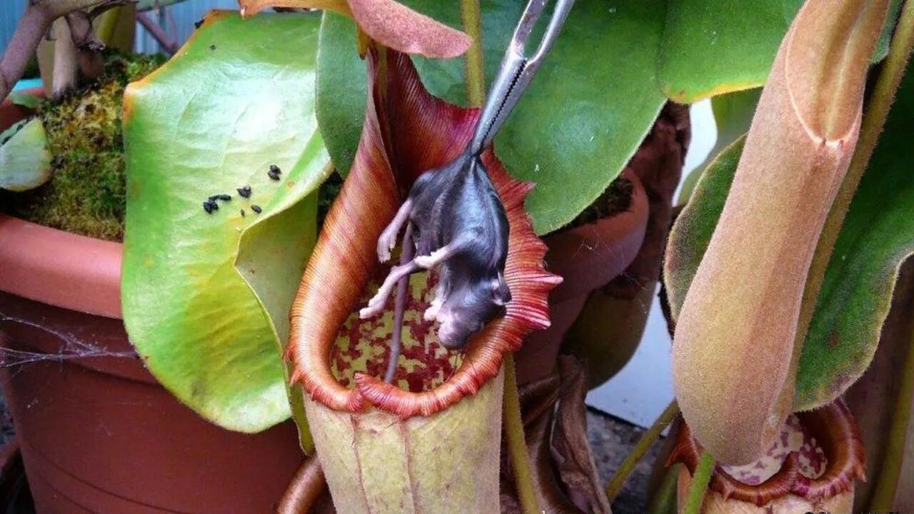 Цветы которые едят людей. Кувшиночник непентес. Непентес растение хищник. Непентес Аттенборо. Непентес Аттенборо (Nepenthes attenboroughii).