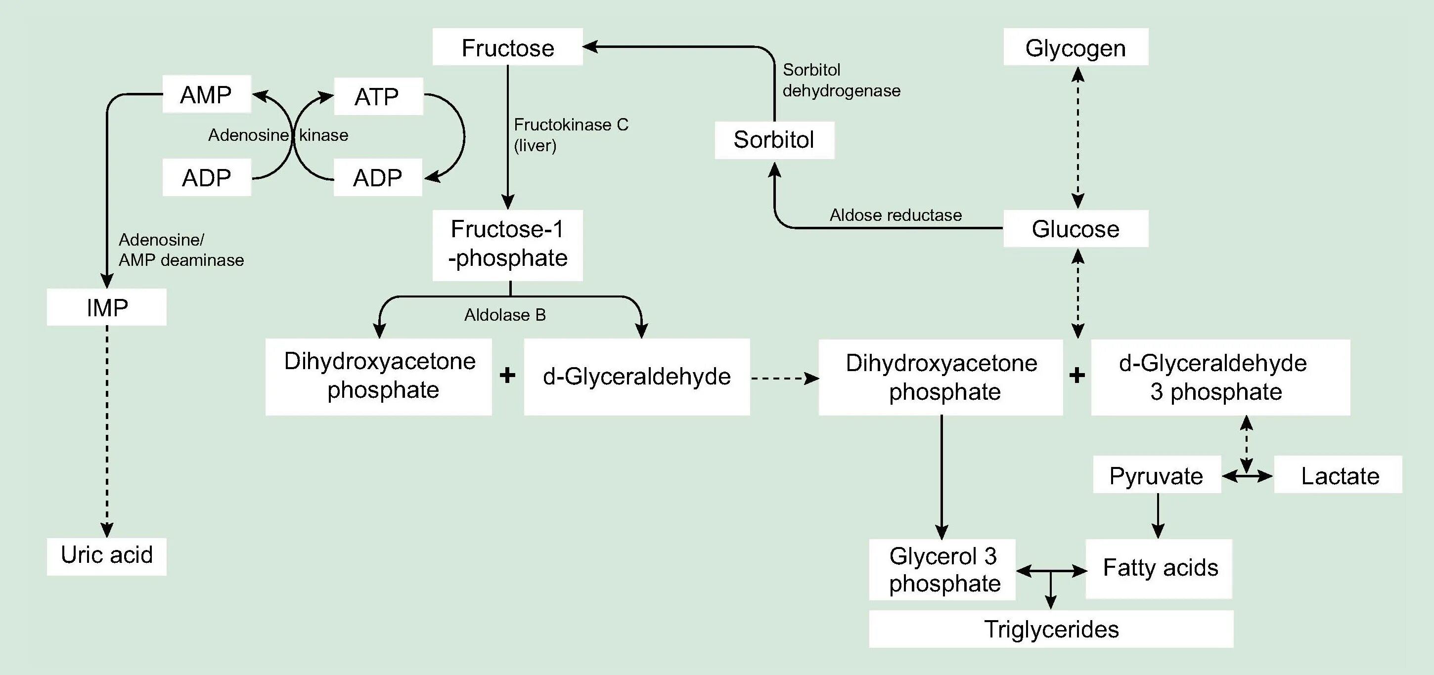 Сорбитол во фруктозу. Фруктоза дегидрогеназа. Fructose metabolism Pathway. Фруктоза и лептин.