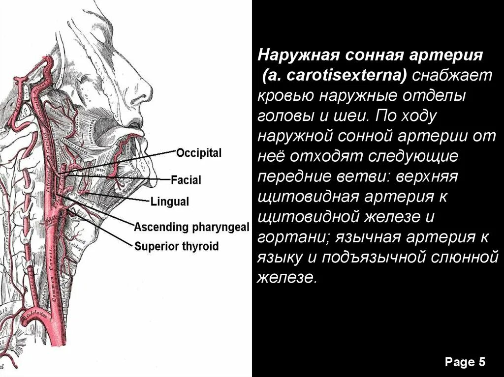 сонная артерия где находится. где находится сонная артерия у человека. где находится сонная артерия на шее фото. где находится сонная артерия на шее фото. где находится зона артерия.
