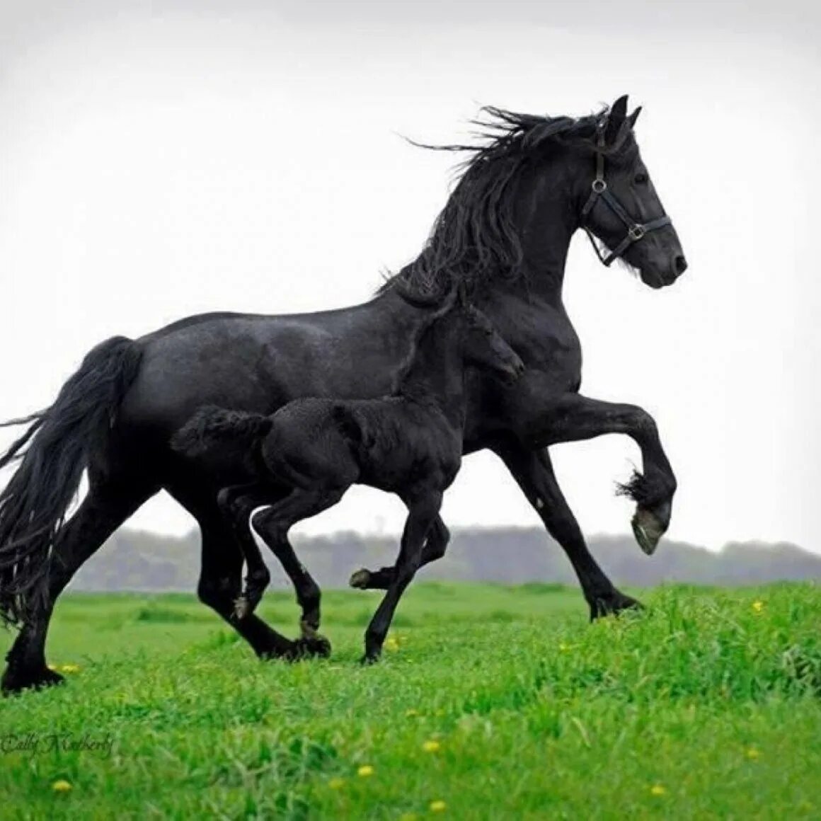 Лошадь породы фриз. Фриз Фризская лошадь. Фризская лошадь черная Жемчужина. Фризская лошадь породы лошадей.