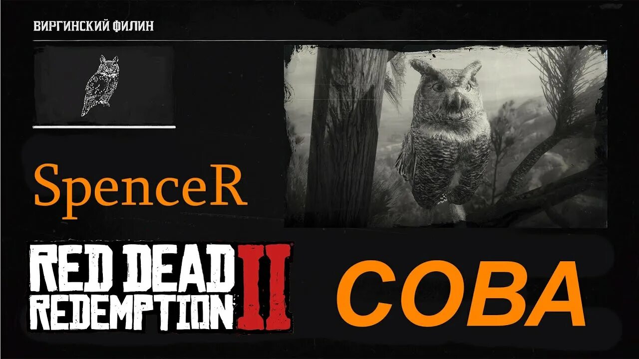 Рдр 2 сова где. Rdr 2 сова. перо совы рдр 2. red dead redemption 2 сова. где совы в рдр 2.