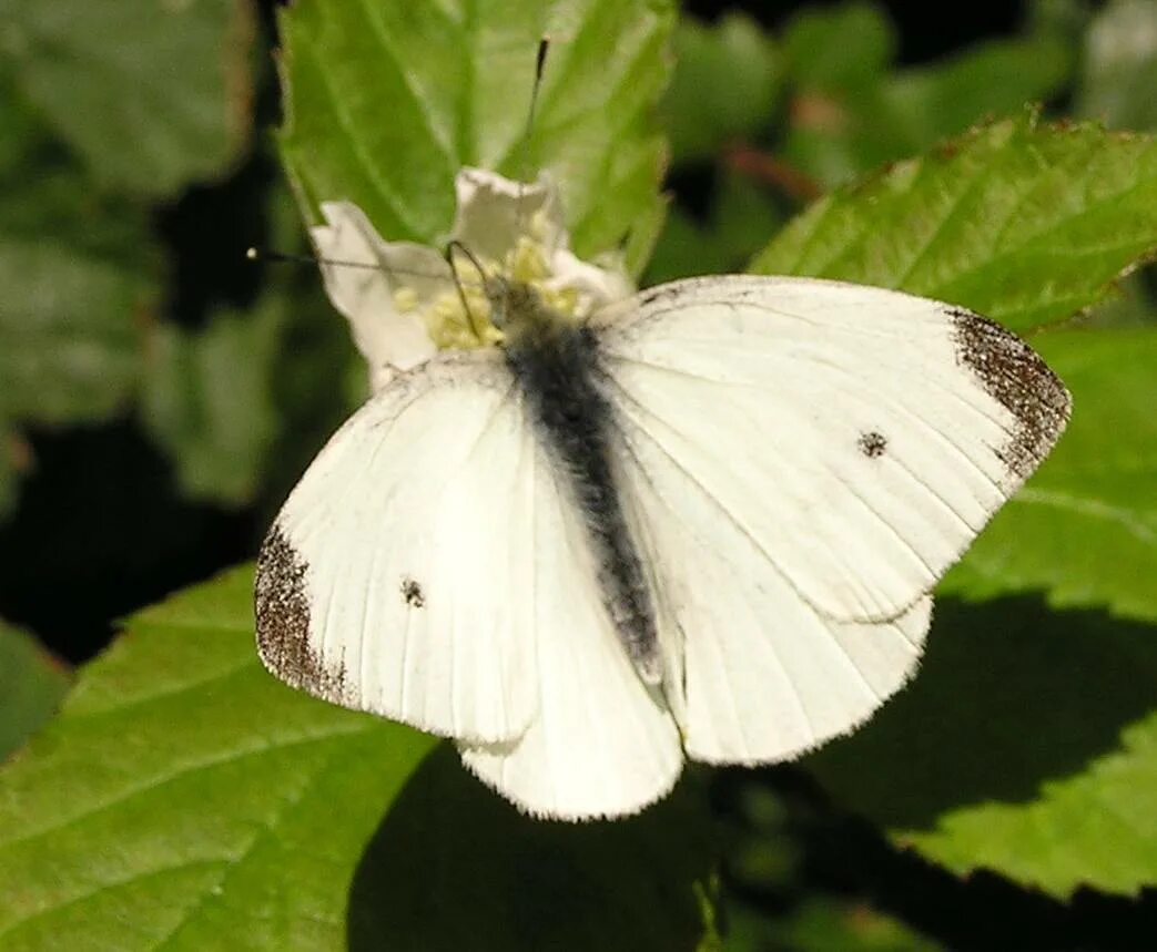 Белянка репница бабочка. Репница капустная Белянка. Репница (Pieris rapae). Бабочка-Белянка Pieris. Бабочка капустная белянка имеет