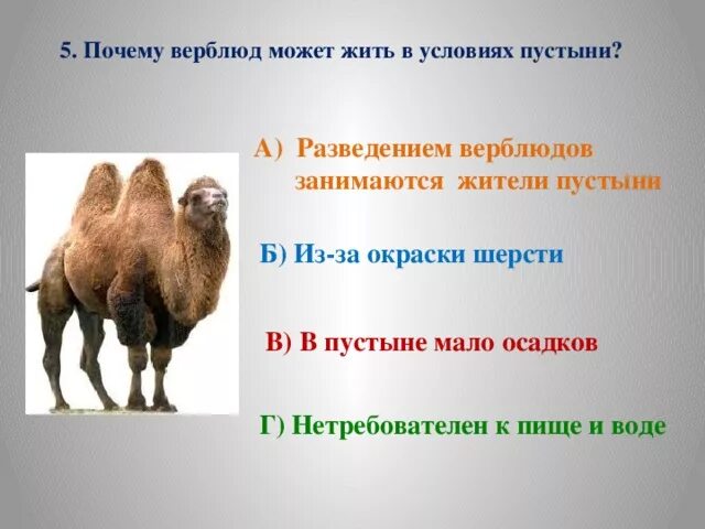 Почему верблюд оглядывается. Почему верблюд оглядывается