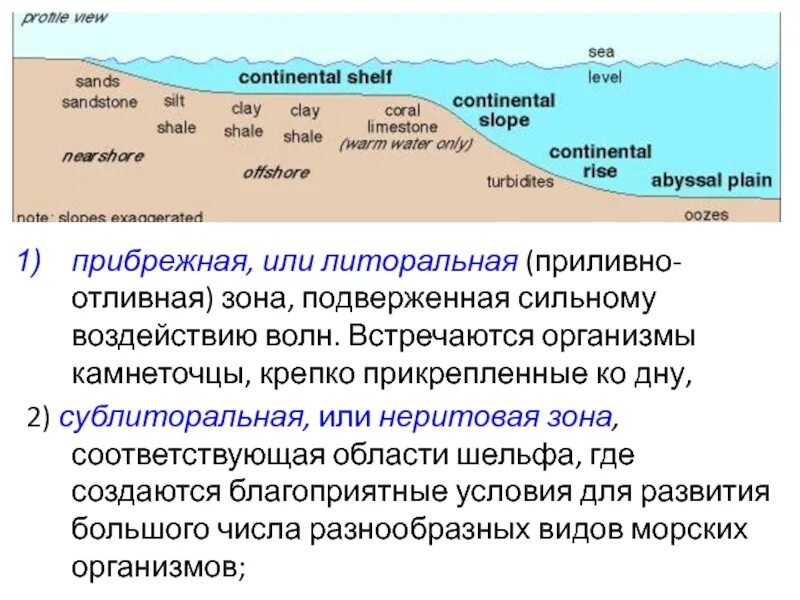 Приливно отливная зона. Литоральная и Неритовая зоны. Литоральная зона морей. Приливно-отливные зоны.