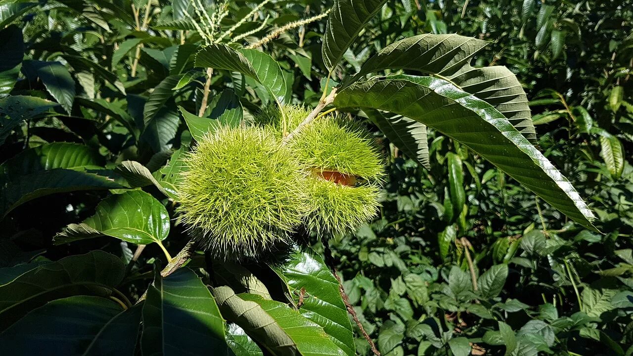 Aesculus pavia rosea nana. Карликовый каштан съедобный дерево. Карликовый каштан. Карликовый каштан описание. Карликовый каштан съедобный.