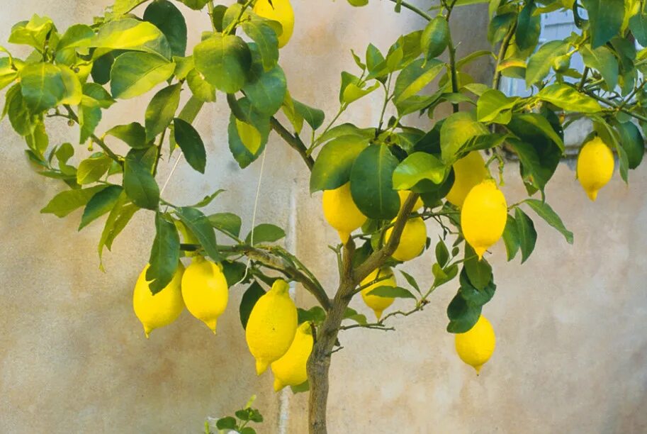 Лимон растет в россии. Лимон Лунарио. Лимон дерево. Куст лимона. Комнатный лимон Дженоа.