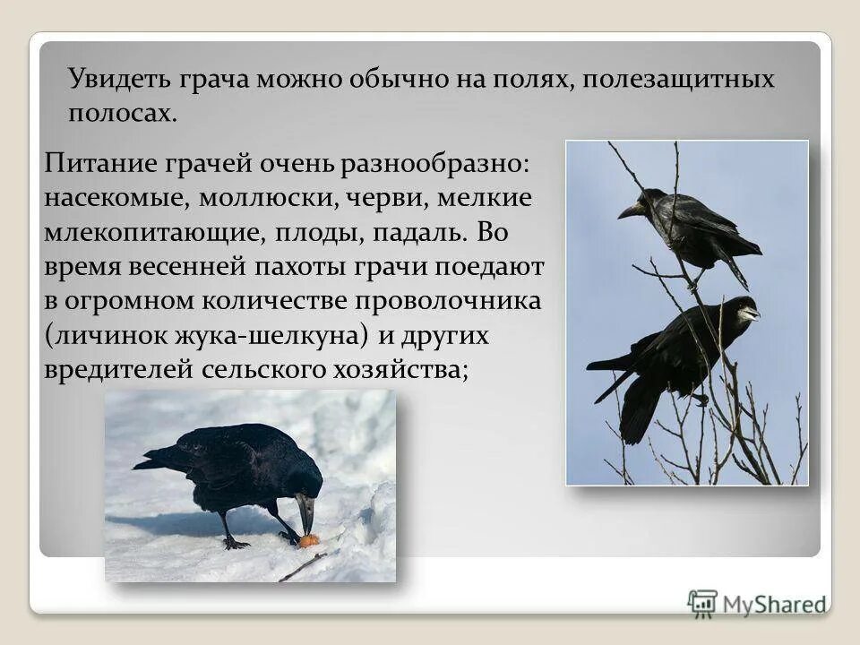 Прочитай слова грачи. Грач питается. Грач описание. Приспособление Грача. Грач птица чем питается.