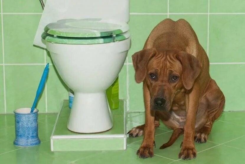 Что дать собаке от запора. Туалет для собак. Туалет для собак мелких пород. Собака на унитазе.