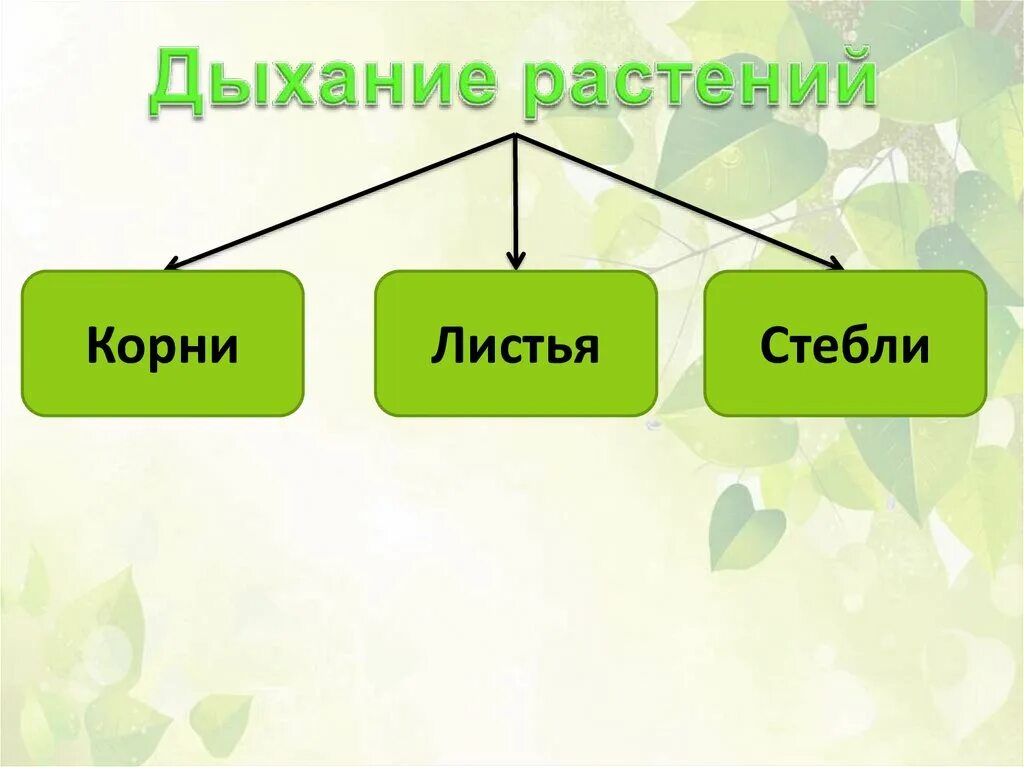 Что дышит у растений. Дыхание растений. Дыхание растений корни листья стебли. Дыхание растений и животных. Дыхание корня, стебля,листа.