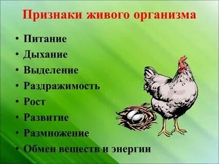 Проект основные признаки живых организмов 5 признаков живого биология