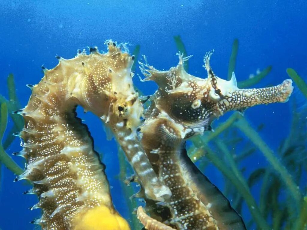 Обитатели моря. Черноморский морской конек. Необычный морской конек. Морской конек в черном море. Подводный мир морской конек.