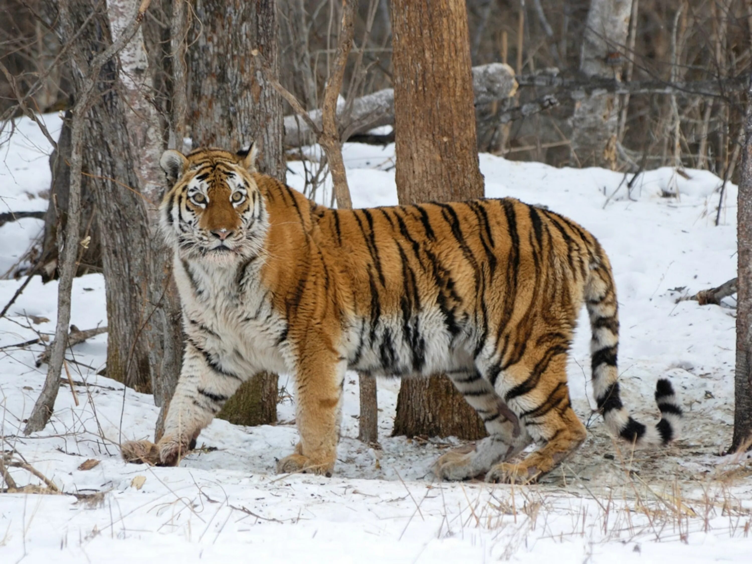 Уссурийский тигр 4. Уссурийский заповедник Амурский тигр. Дальневосточный Уссурийский тигр. Тигр Дальневосточный Амурский. Амурский тигр Сихотэ-Алинь.