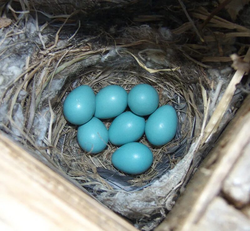 гнездо скворца. яйца и птенцы горихвостки. скворцы кладка яиц. обыкновенная горихвостка гнездо. яйца горихвостки обыкновенной.