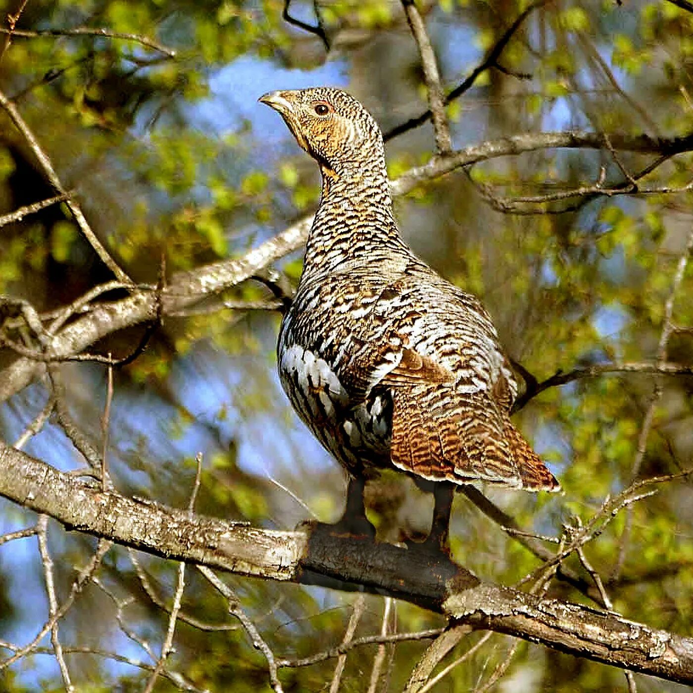 Глухарка Капалуха. Глухарь и Капалуха. Глухарь (Tetrao urogallus). Самка глухаря Капалуха. Глухарь и глухарка