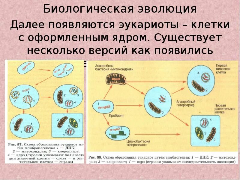 Молекула органического вещества эукариотической клетки. Эволюция клетки схема. Теории происхождения эукариотической клетки. Гипотезы происхождения эукариотических клеток. Гипотезы возникновения эукариот.