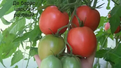 Томат де барао розовый