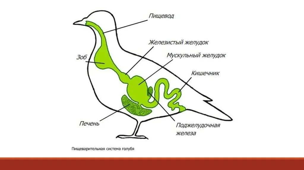 Схема пищеварительной системы голубя. Внутреннее строение птиц пищеварительная система. Схема строения пищеварительной системы птиц. Пищеварительная система птиц 7. Пищевод зоб