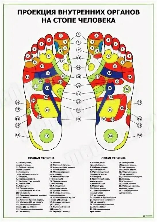 проекции внутренних органов на лице человека по огулову. проекция внутренних органов человека. огулов проекционные зоны внутренних органов на теле человека. огулов висцеральная хиропрактика схема. проекция внутренних органов на стопе человека.
