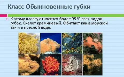 Класс обыкновенные