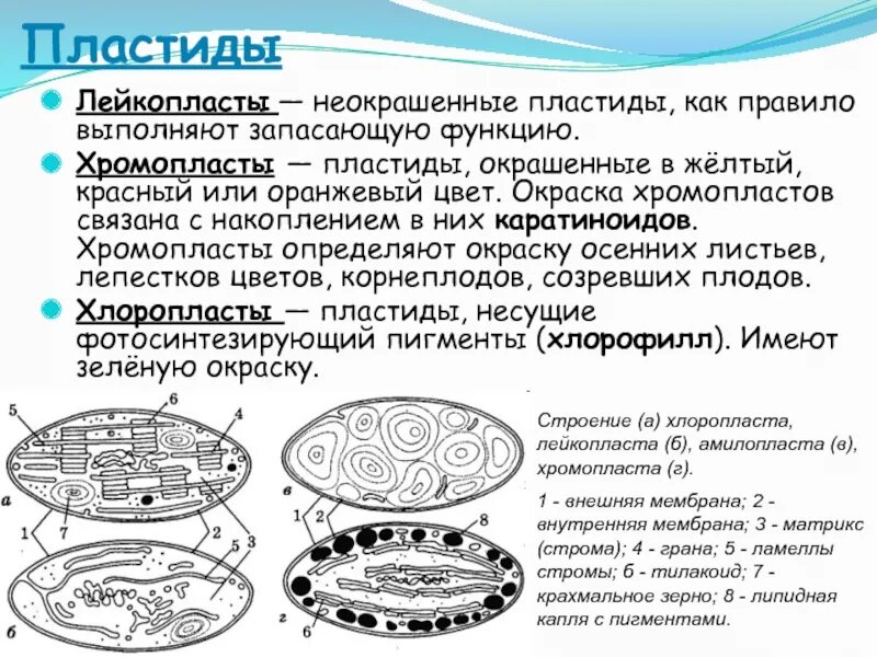 Органеллы водоросли