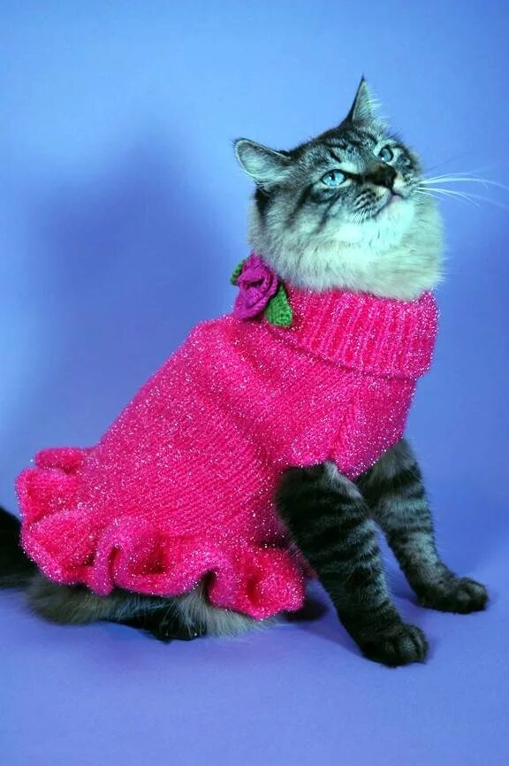 Кошечка с одеждой. Одежда для кошек. Вязаная одежда для кошек. Вязаная одежда для котят. Красивая одежда для кошек.