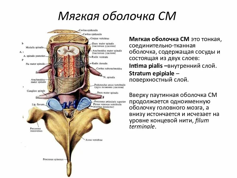 Оболочки спинного мозга медунивер. Строение спинного мозга оболочки спинного мозга. Оболочки и МЕЖОБОЛОЧЕЧНЫЕ пространства головного и спинного мозга. Оболочки и МЕЖОБОЛОЧЕЧНЫЕ пространства спинного мозга анатомия.