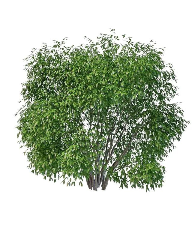 Кустарник д. Кусты для архикада. кустарник 3д модель. куст 3d модель. деревья для 3d max кустарники.