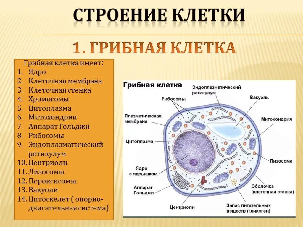 Какой основной компонент содержится в цитоплазме. Клетка ядро цитоплазма мембрана. Строение эукариотной (грибной) клетки. Схема строения грибной клетки. Грибная клетка строение и функции органоидов.