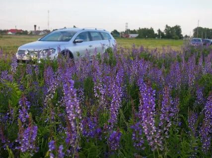 Люпины саранск