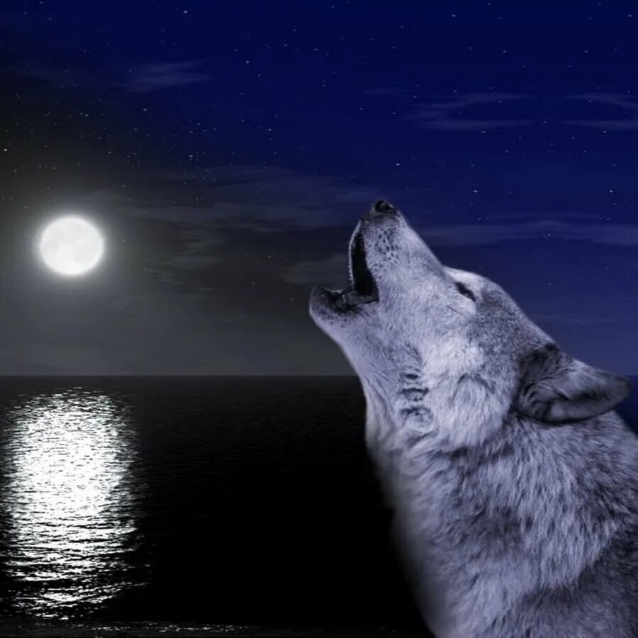 Одинокая волчица ночью. Волк воет на луну. Одинокий волк. Волк и Луна. Волк одиночка.