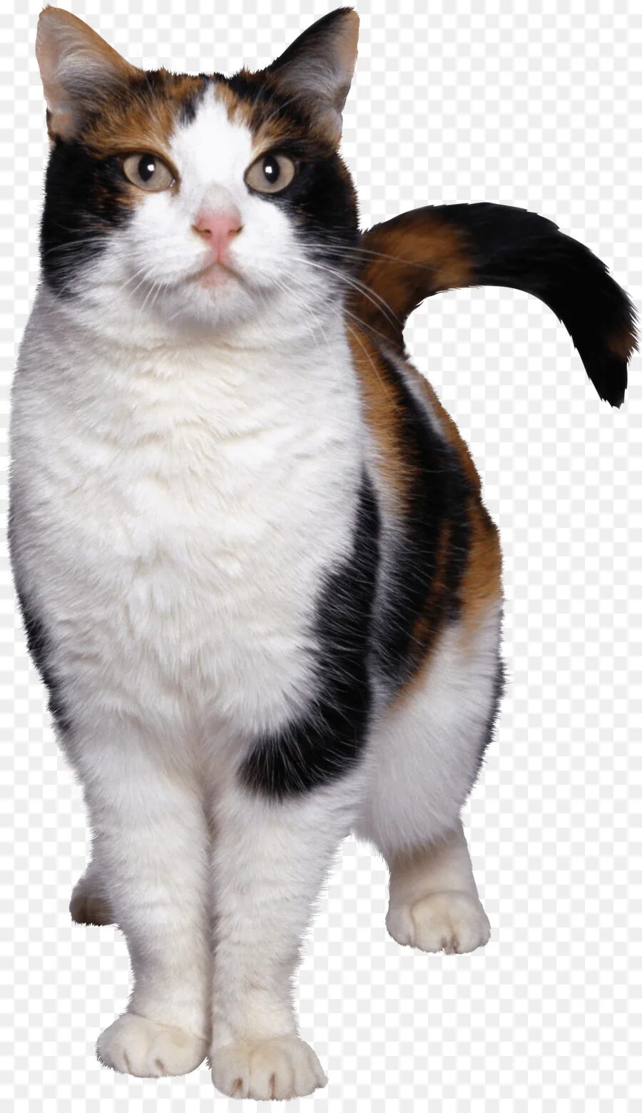 Прозрачная кошка. Американская жесткошёрстная кошка. Европейская жесткошерстная кошка. Эгейская кошка трехцветная. Американская жесткошерстная кошка трехцветная.