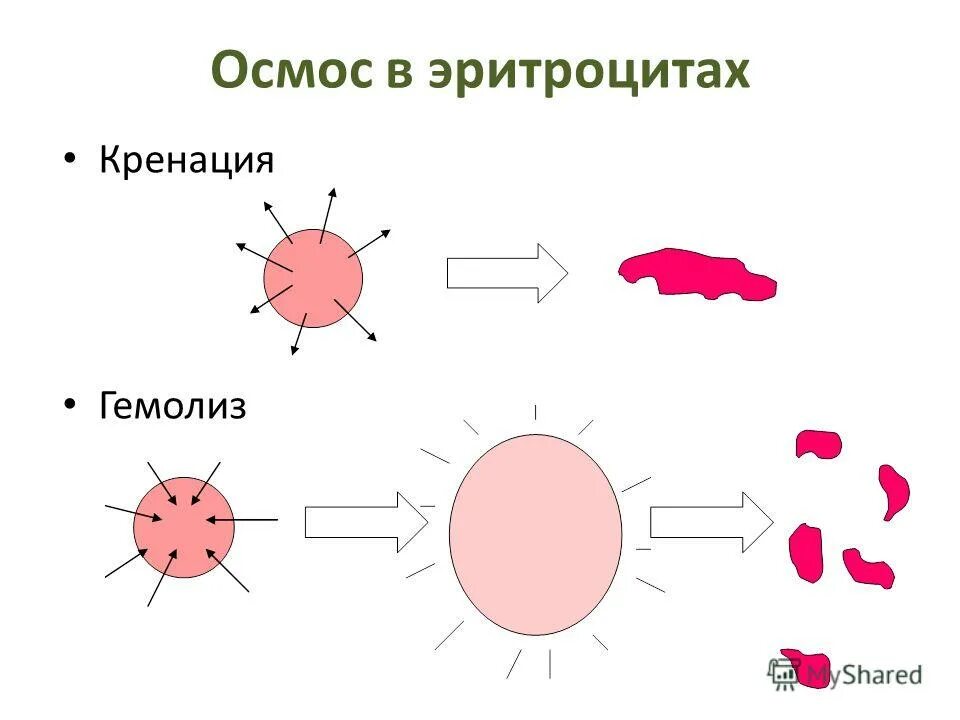 Эритроцит nacl. Осмос эритроцитов. осмос в клетках крови. осмотический гемолиз эритроцитов. осмос на примере эритроцитов.