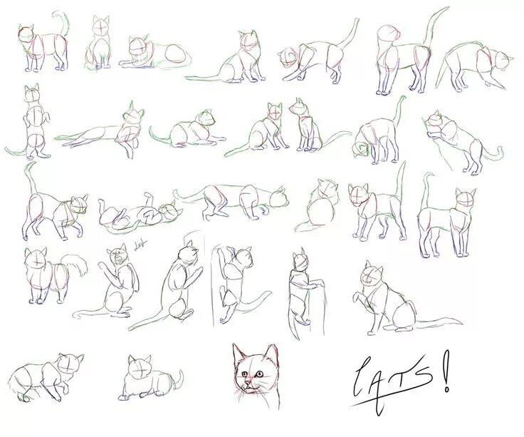 Cats tutorials