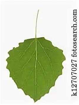 Осиновый лист рисунок. Разделить слова на слоги 1 класс. Утюг разделить на слоги 1 класс. Осина картинка. Осина листья и семена.