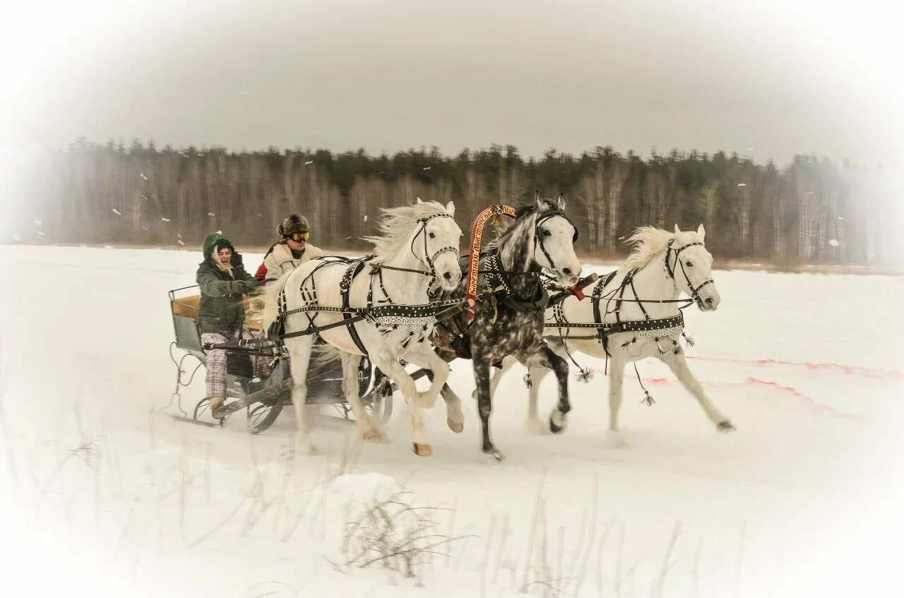 3 тройки лошадей. Зимняя тройка Васнецов. Русская тройка. Русская тройка лошадей. Тройка лошадей зимой.