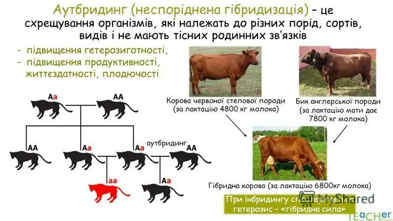 Что такое аутбридинг