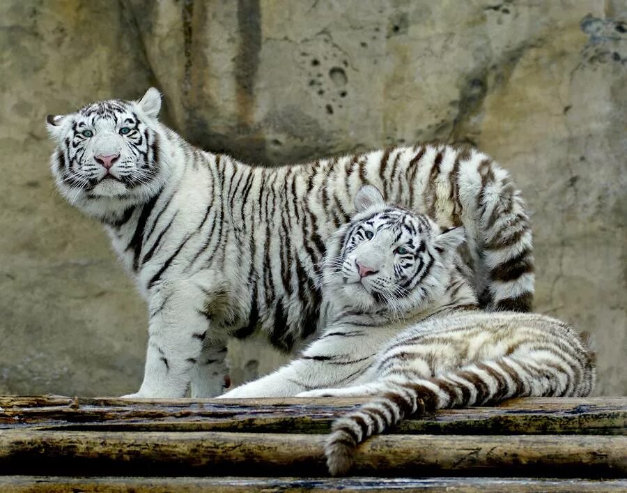 Бенгальский тигр. Бенгальский тигр альбинос. Белый бенгальский тигр. Индокитайский тигр. Бенгальский тигр подвид тигра