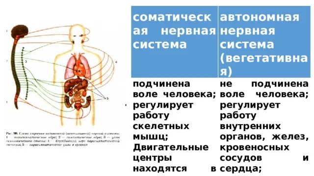 Автономная (вегетативная) нервная система регулирует деятельность. Вегетативная автономная нервная система. Соматическая и вегетативная нервная система. Соматическая нервная система человека.