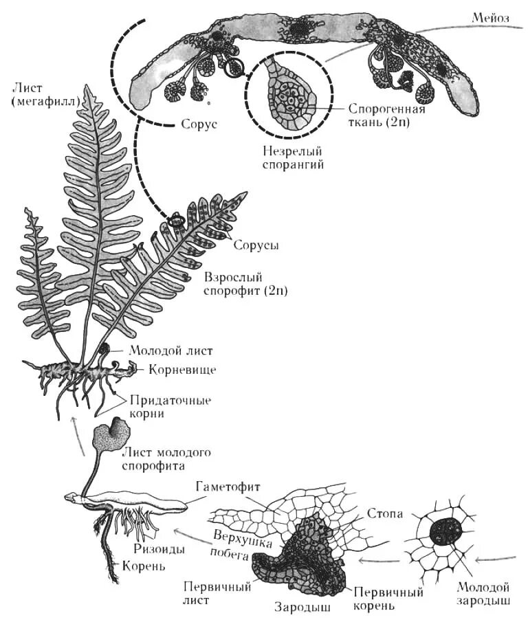 Сорус гаметофит. Спорофит. Жизненный цикл папоротника. Цикл развития папоротника схема. Строение спорофита.