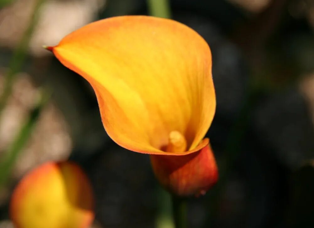 Калла(Zantedeschia) Captain Safari. Калла(Zantedeschia) Captain Safari оранжевый. Калла Captain Safari. Калла Captain Fuego. Калла флейм